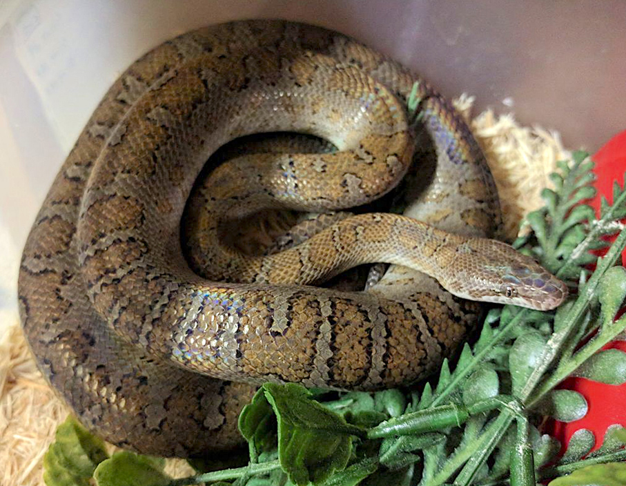 New 'critically endangered' silver boa discovered by scientists in a remote  corner of the Bahamas