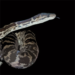 Species New to Science: [Herpetology • 2018] Rediscovery and a  Redescription of the Crooked-Acklins Boa, Chilabothrus schwartzi (Buden,  1975)