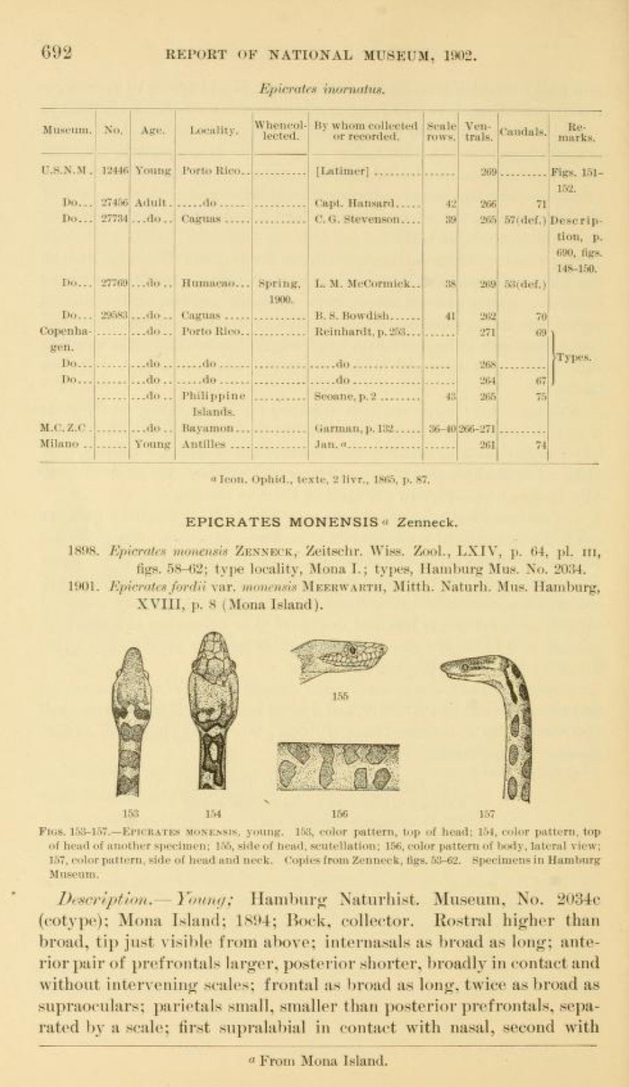 Chilabothrus monensis West Indian Boas