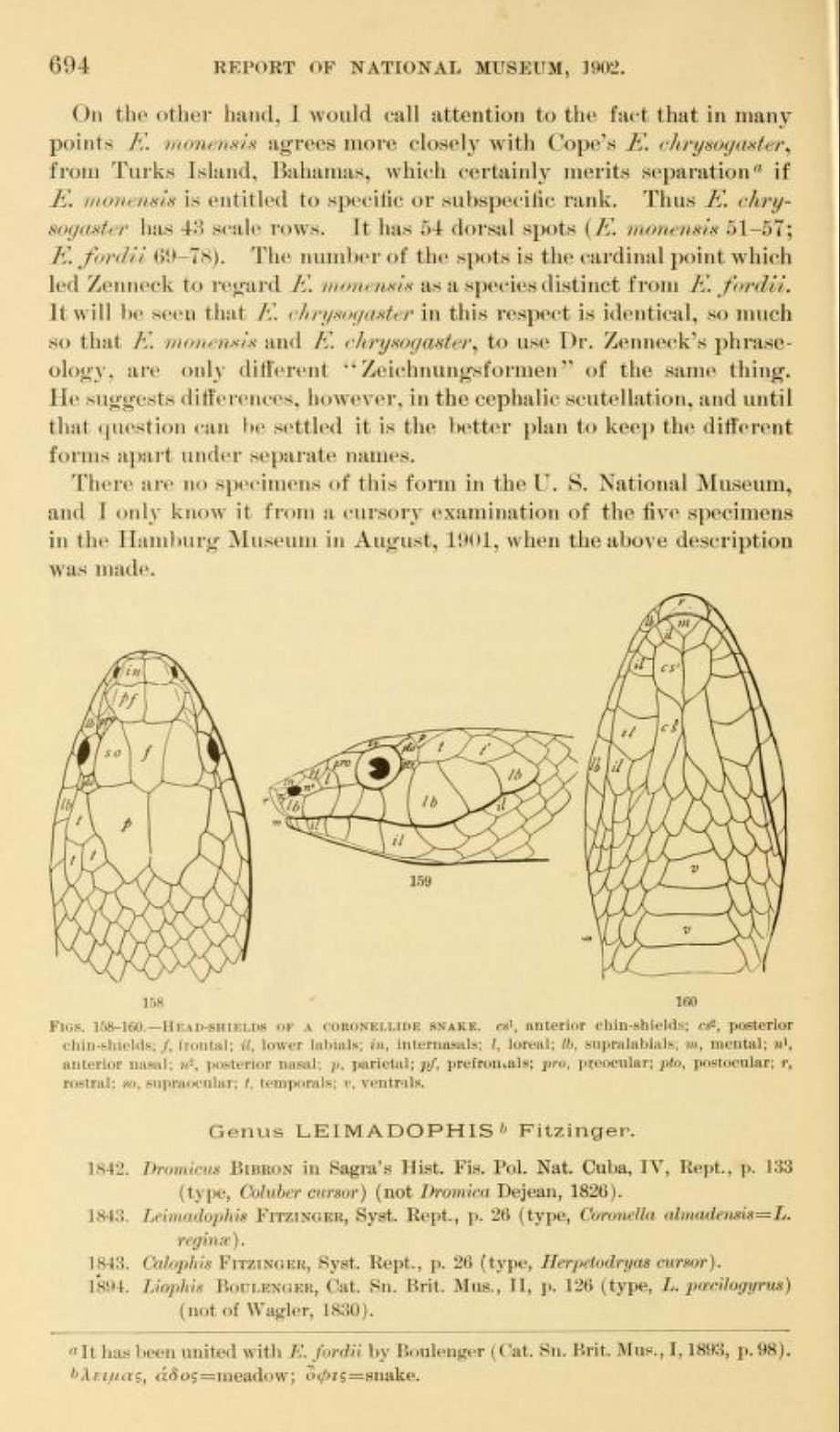 Chilabothrus monensis West Indian Boas