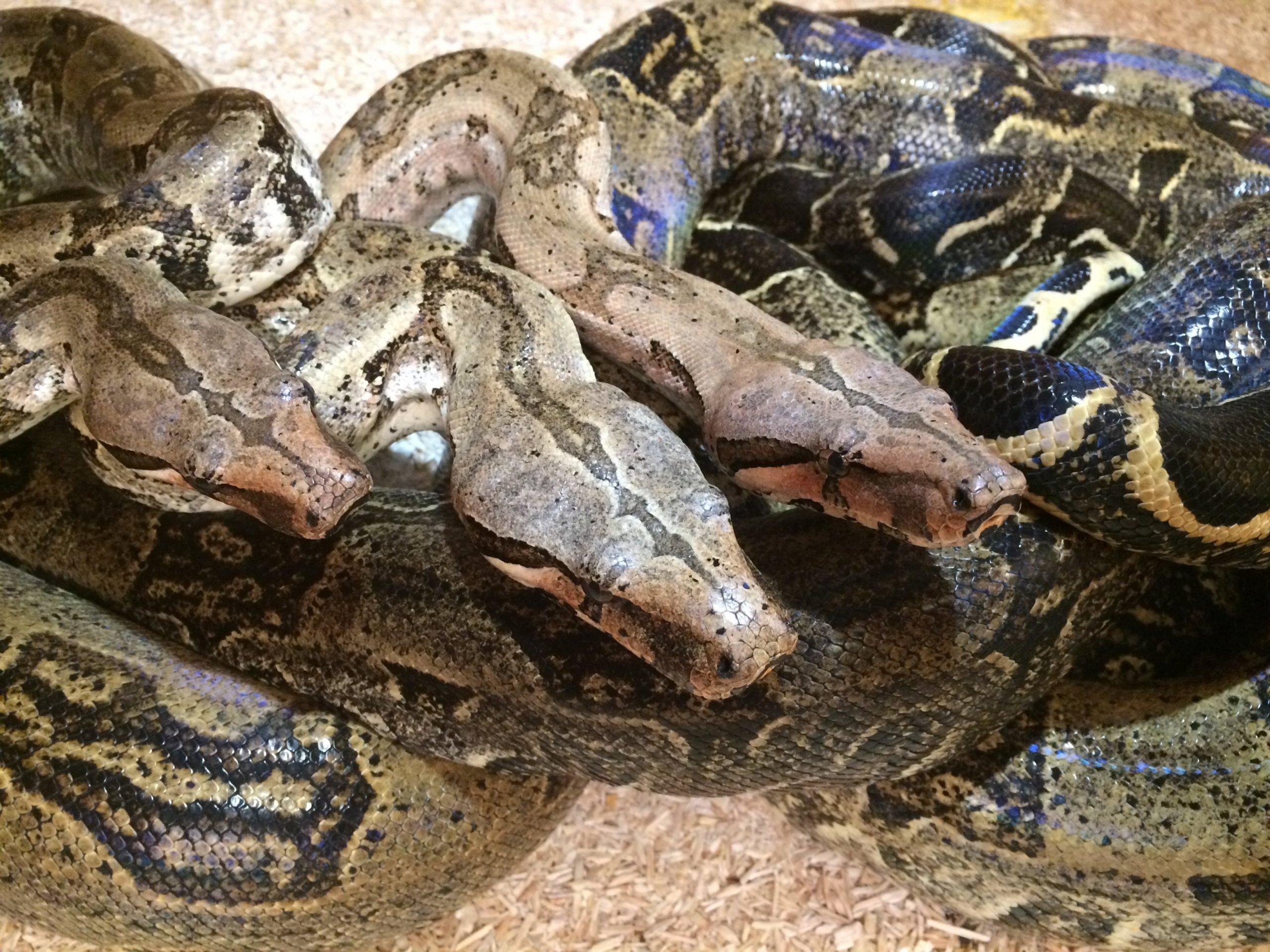 Boa orophias  West Indian Boas