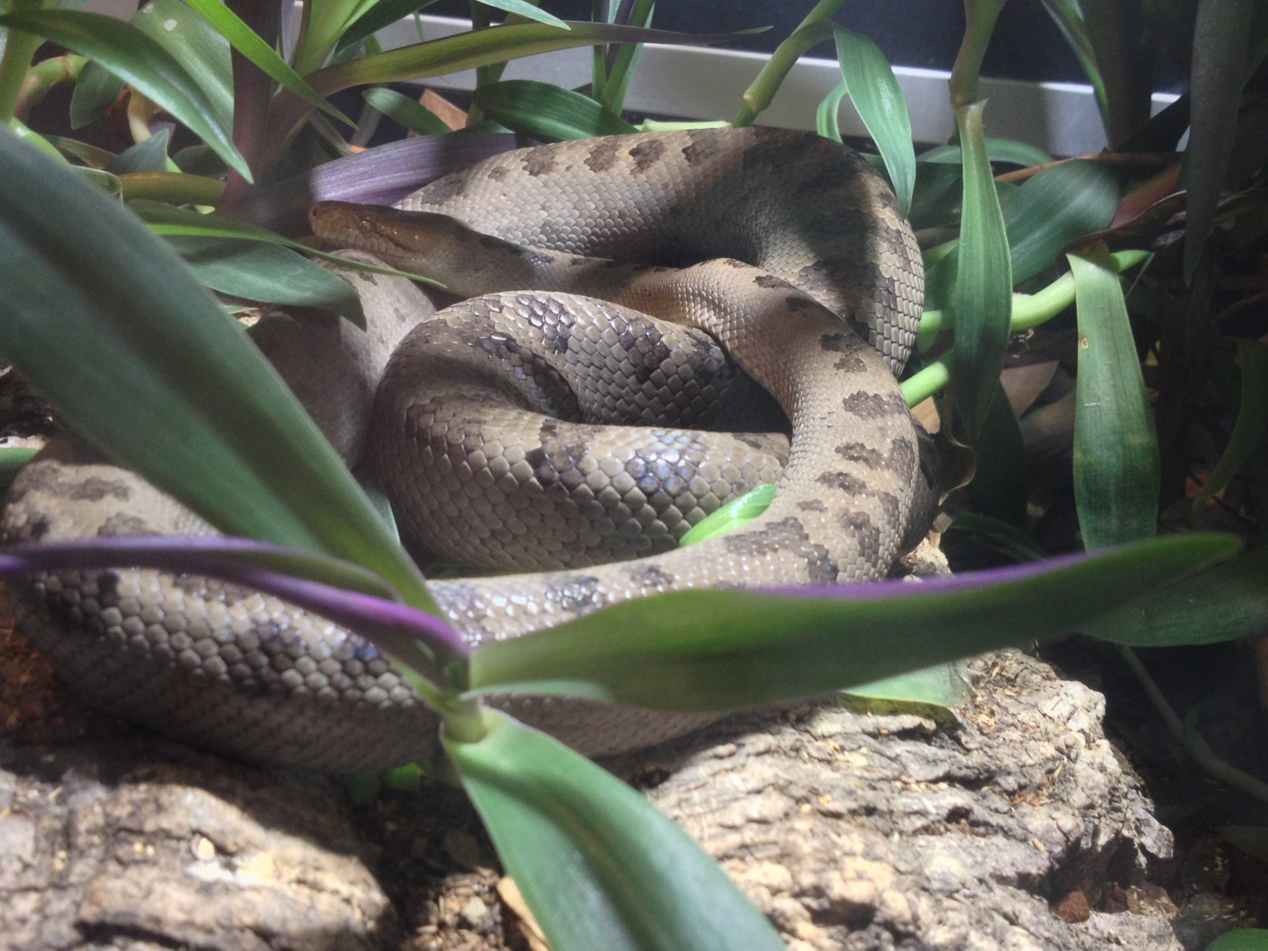 Bahamian boa (2) - Parks 242