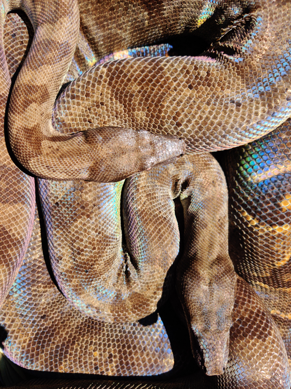 Brazilian rainbow boa  Smithsonian's National Zoo and Conservation Biology  Institute