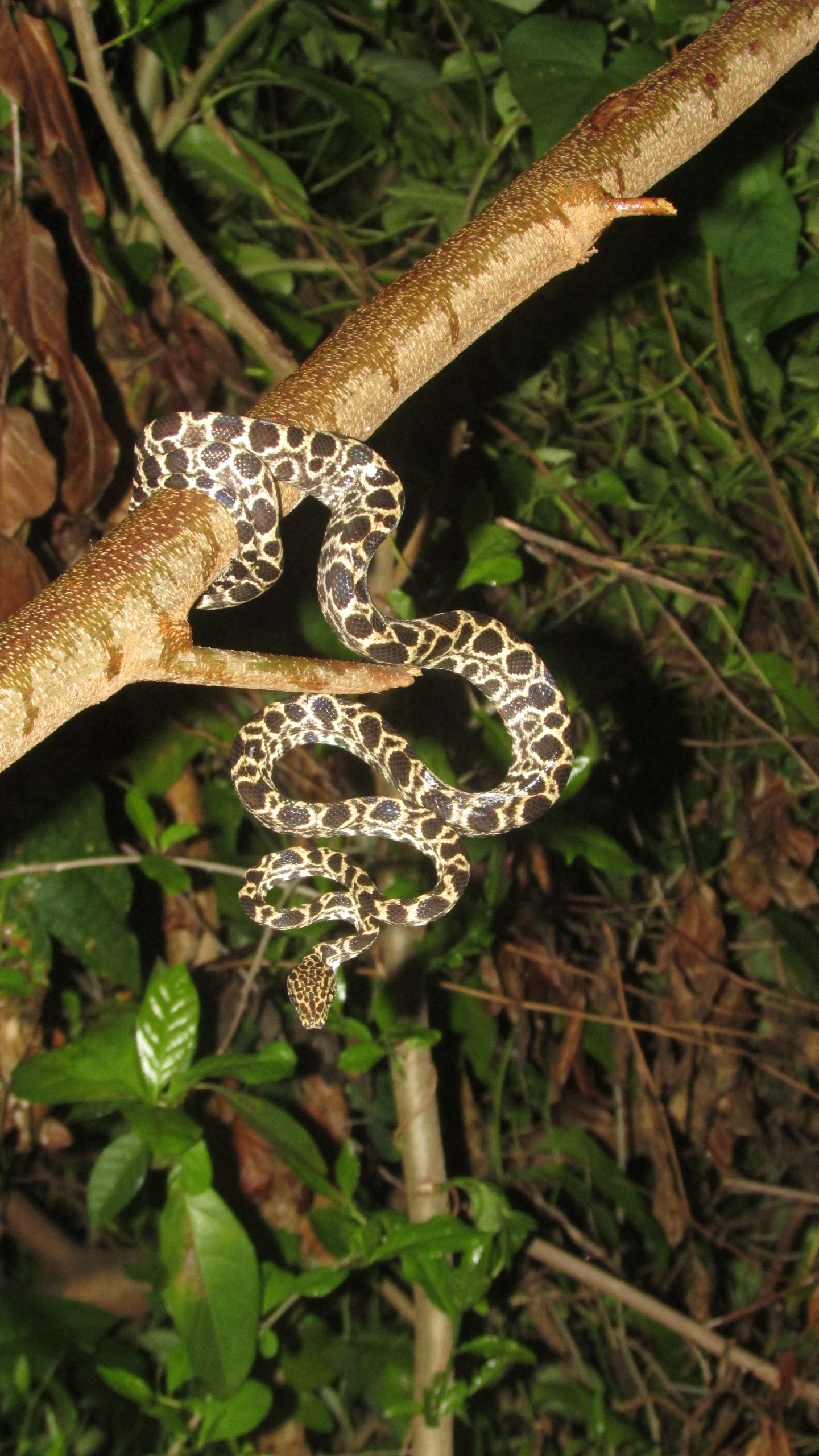 Urbanization may lead to Puerto Rican boa decline - The Wildlife