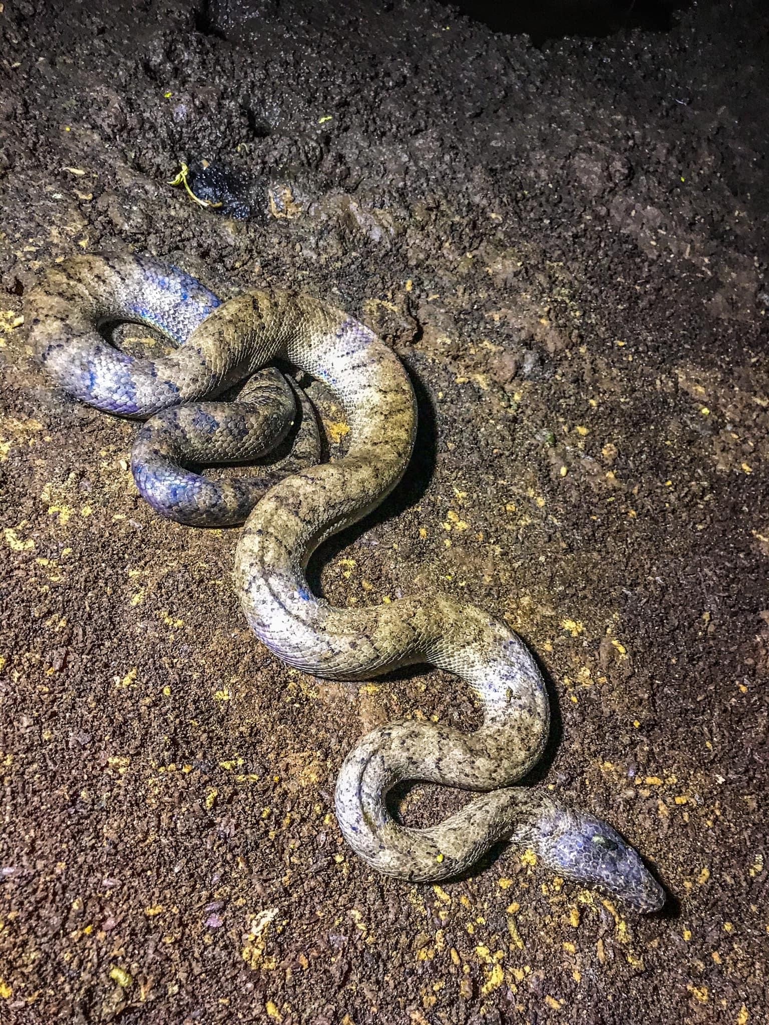 SciELO - Brasil - March or Die: road-killed herpetofauna along BR