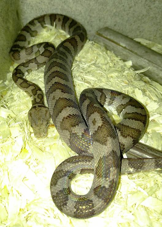Chilabothrus monensis West Indian Boas
