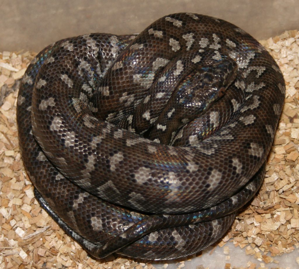 New 'critically endangered' silver boa discovered by scientists in a remote  corner of the Bahamas