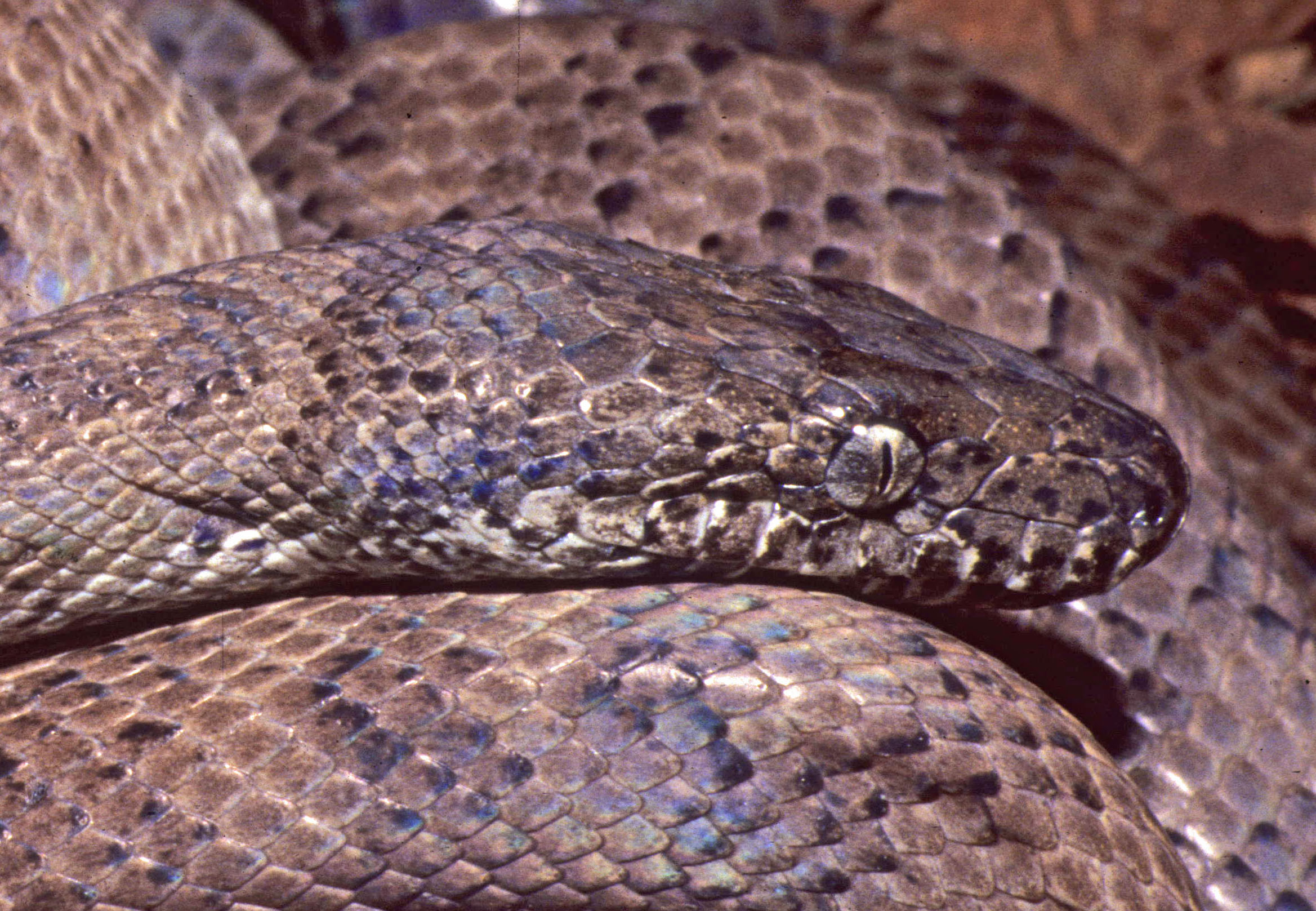 SciELO - Brasil - March or Die: road-killed herpetofauna along BR