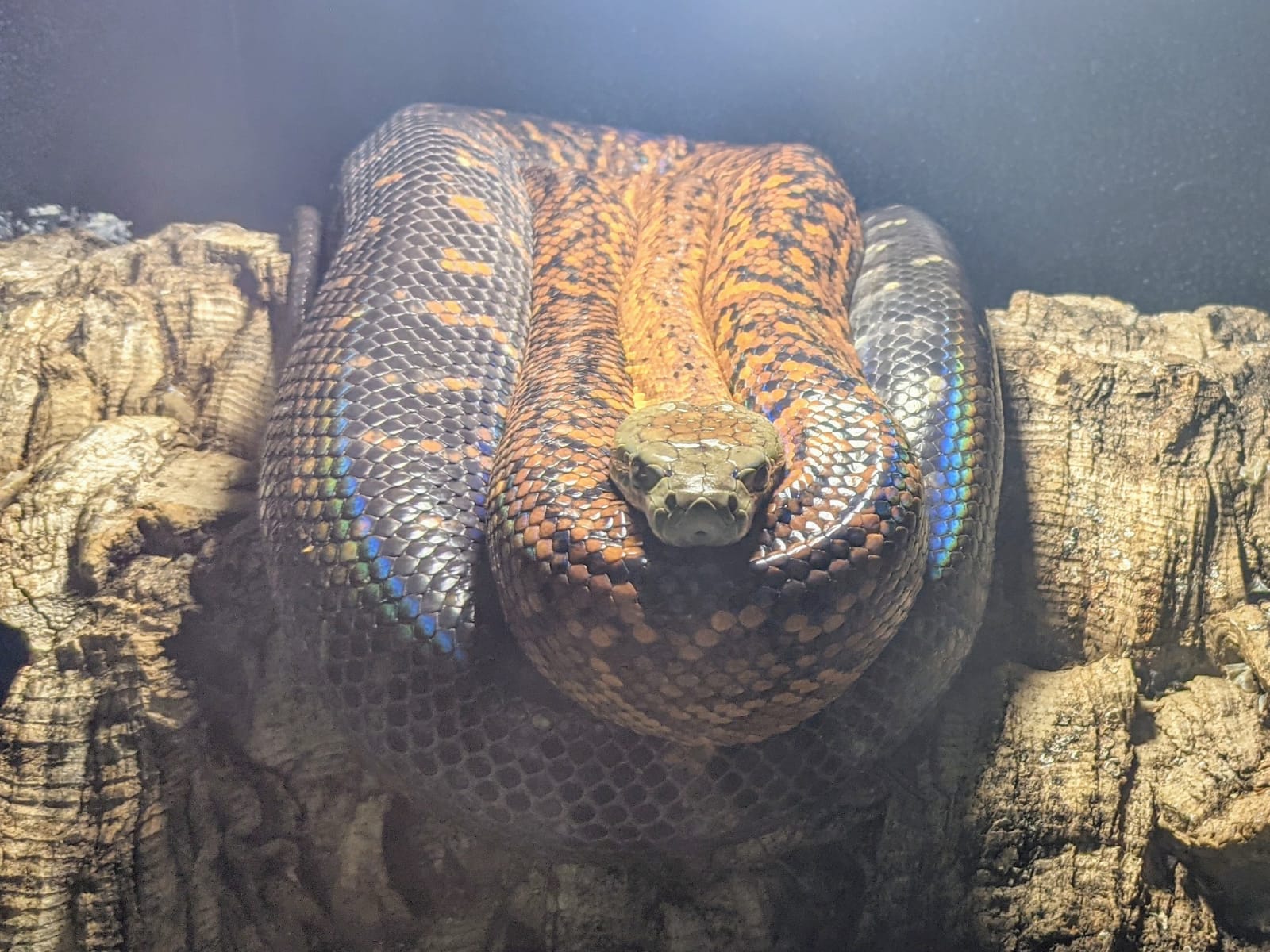 Breeding the endangered Jamaican Boa, Chilabothrus subflavus