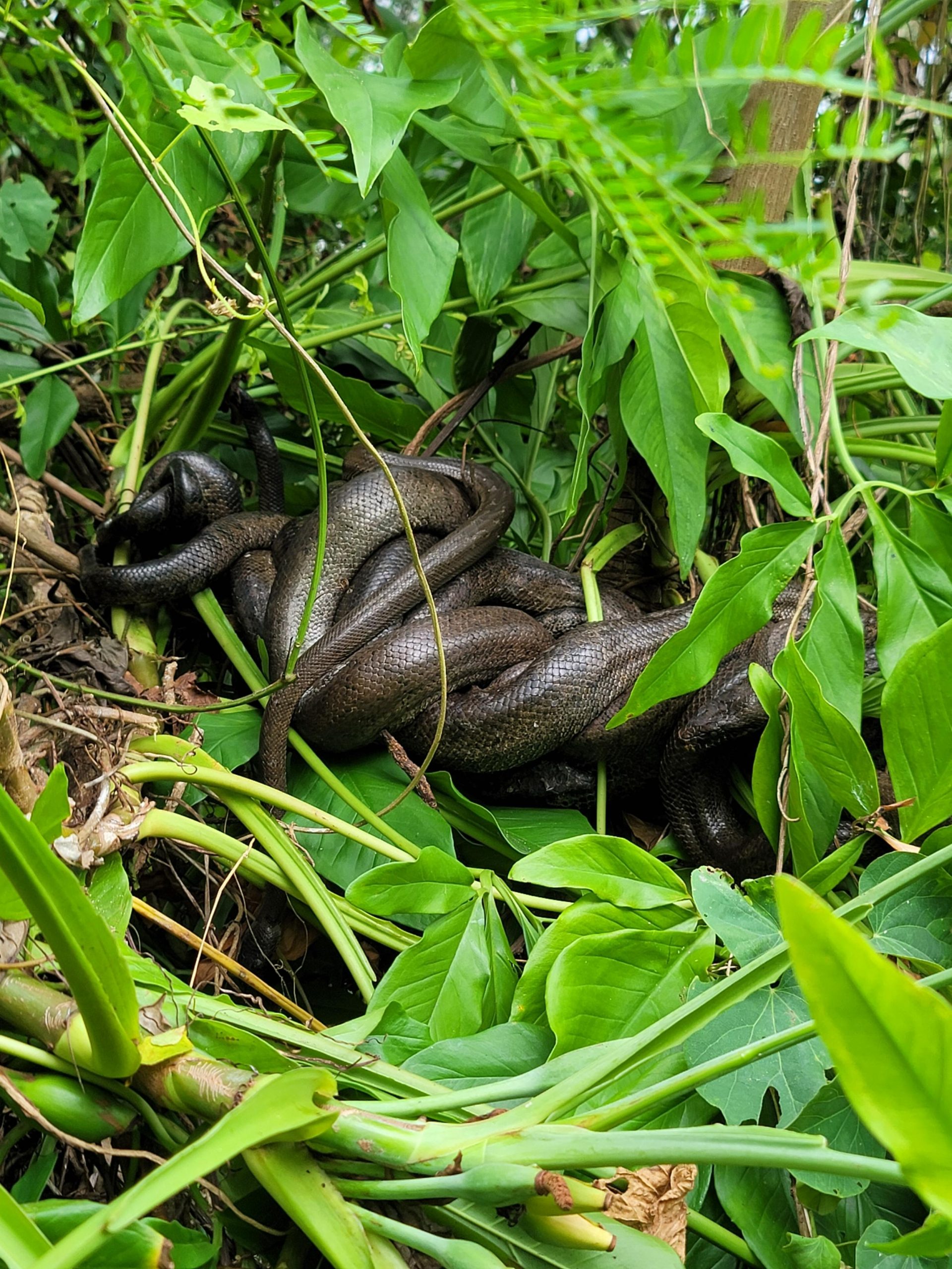 SciELO - Brasil - March or Die: road-killed herpetofauna along BR